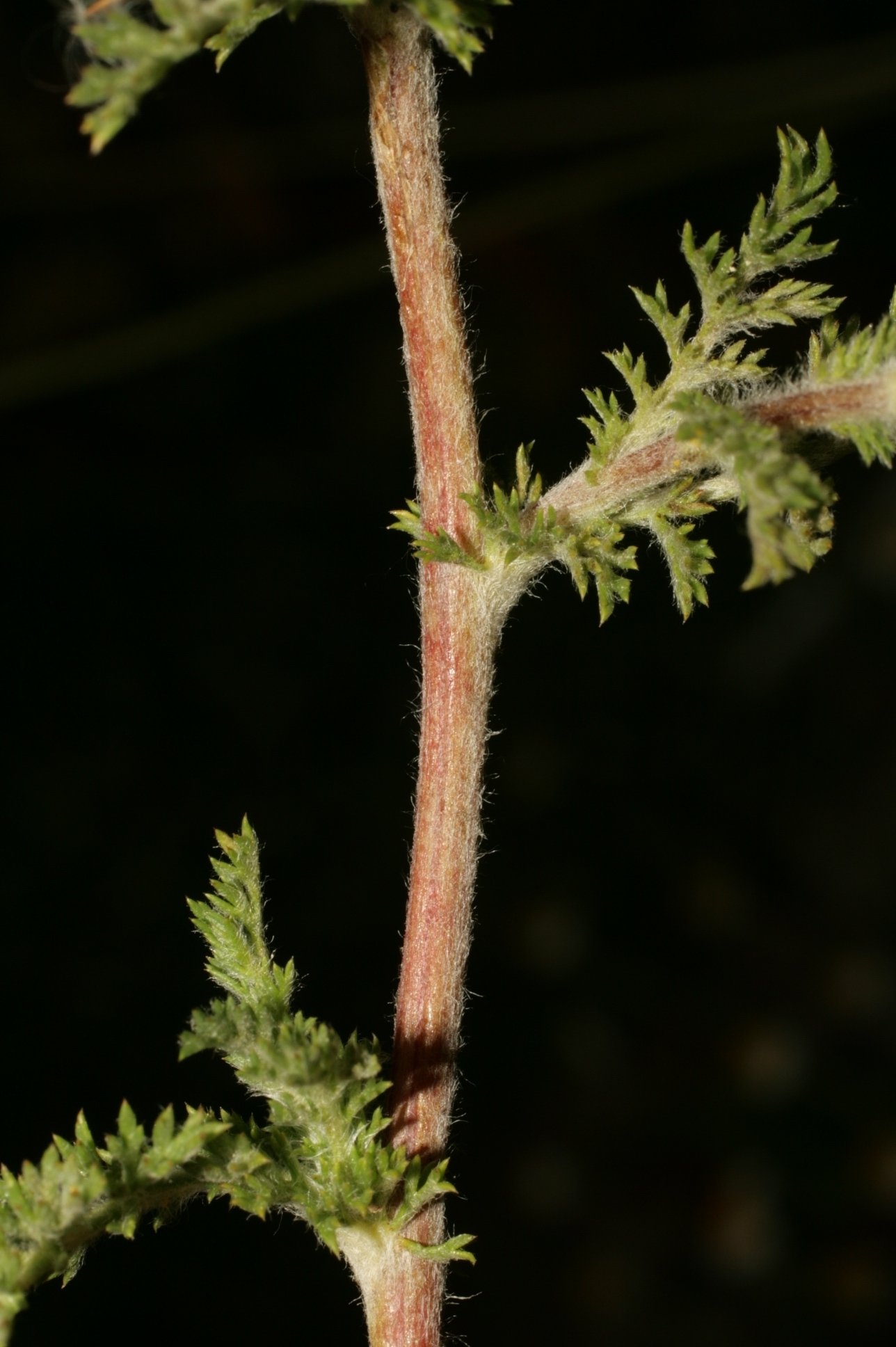 anacyclus clavatus
