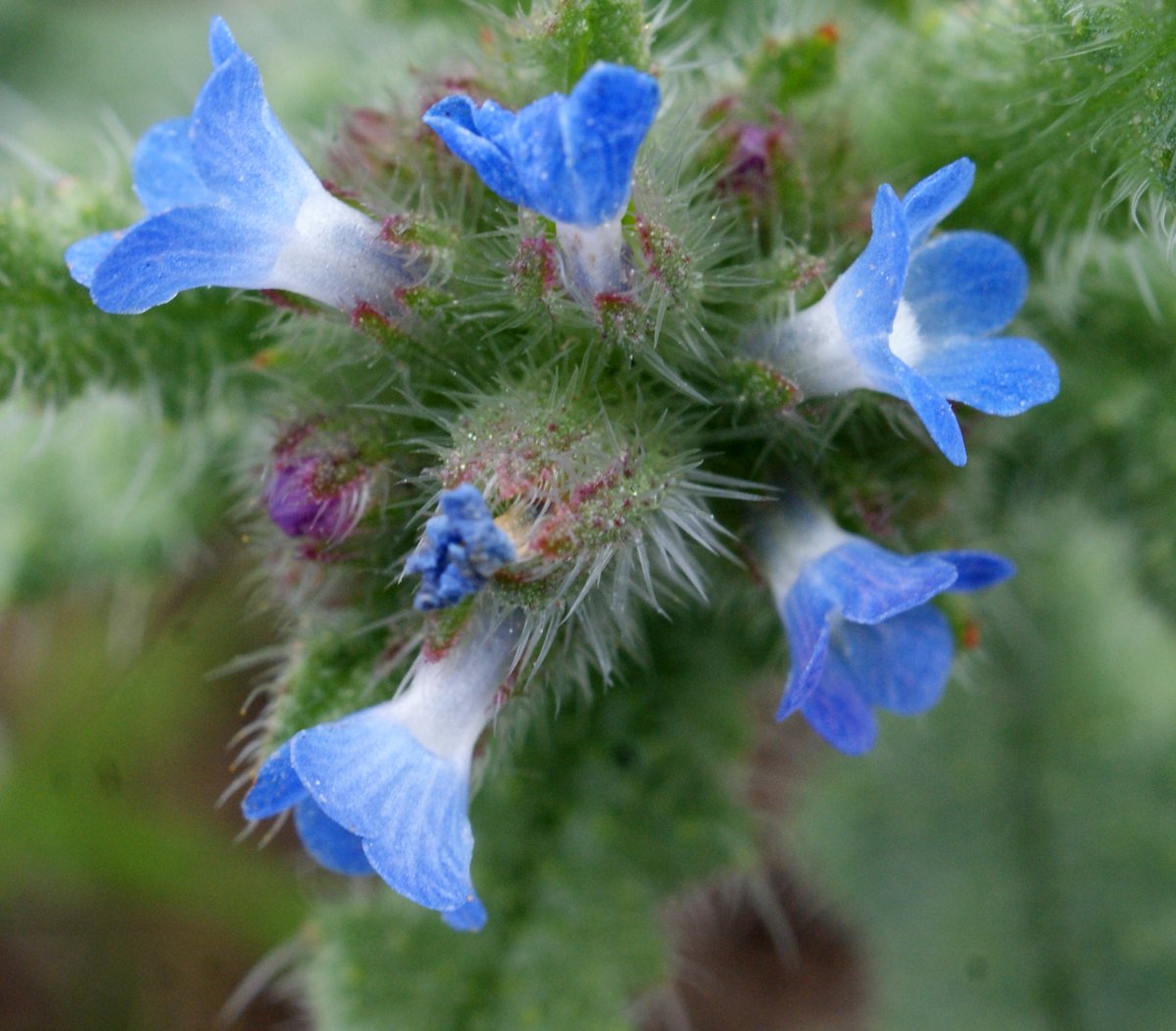 anchusa arvensis