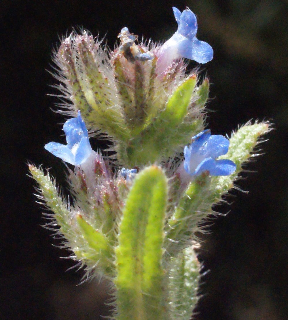 anchusa arvensis