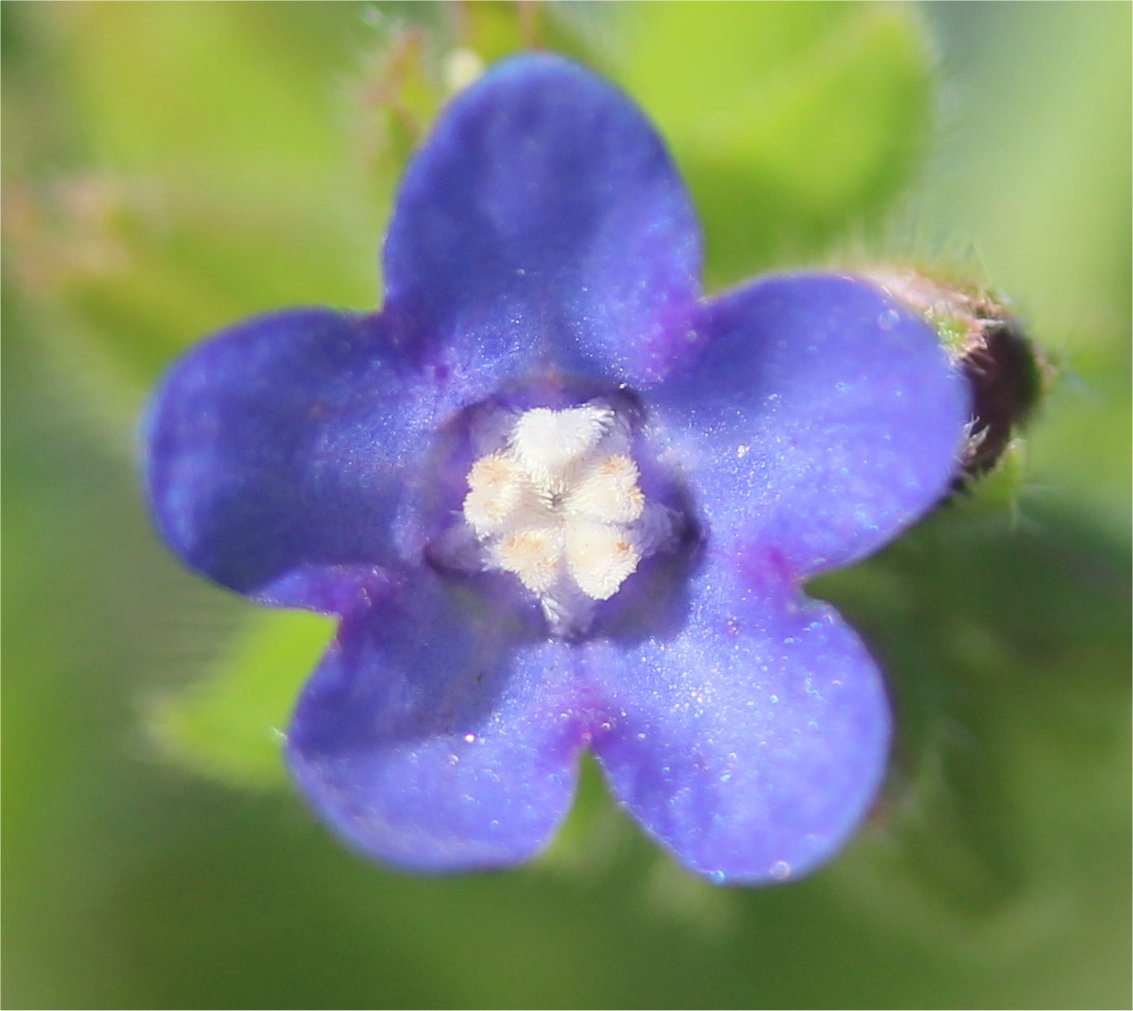 anchusa officinalis