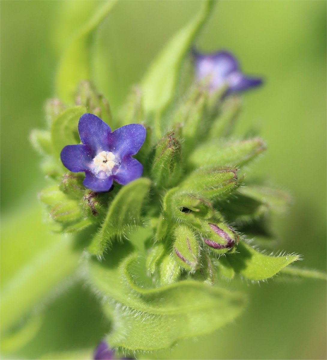 anchusa officinalis