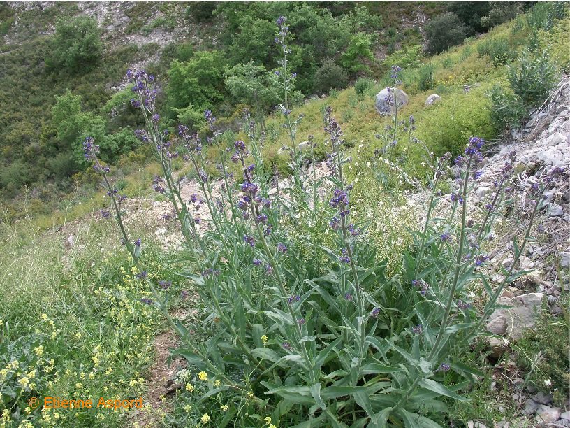 anchusa undulata