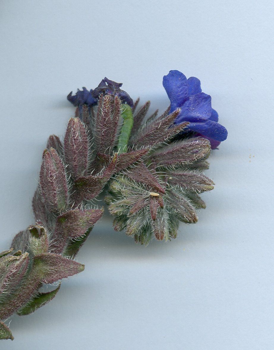 anchusa undulata