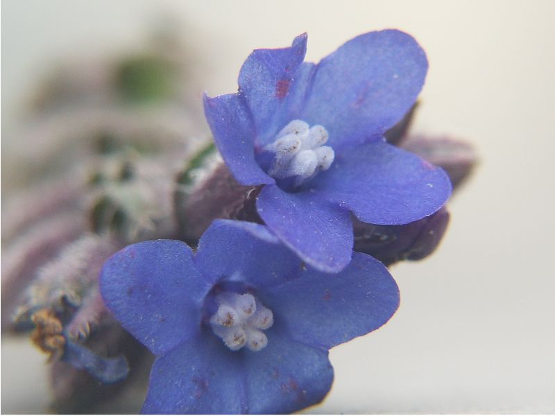 anchusa undulata