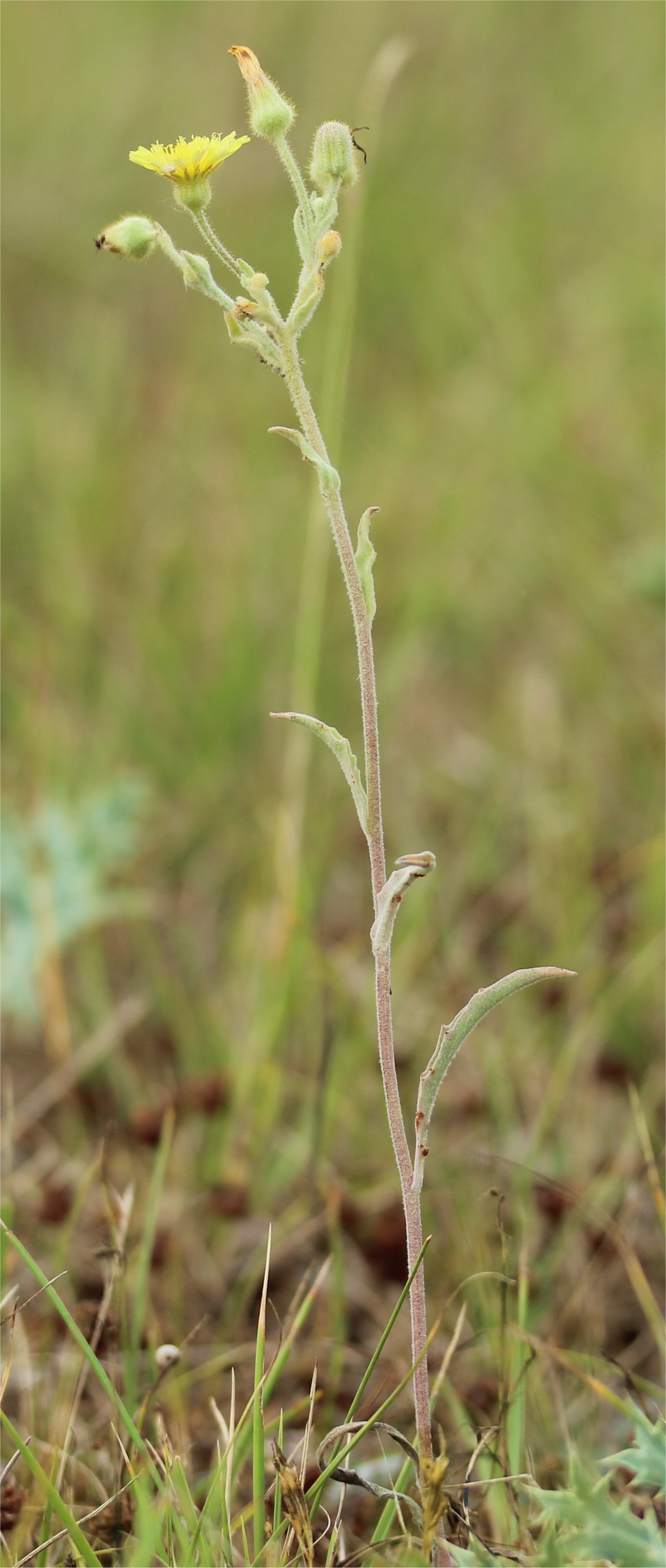 andryala integrifolia