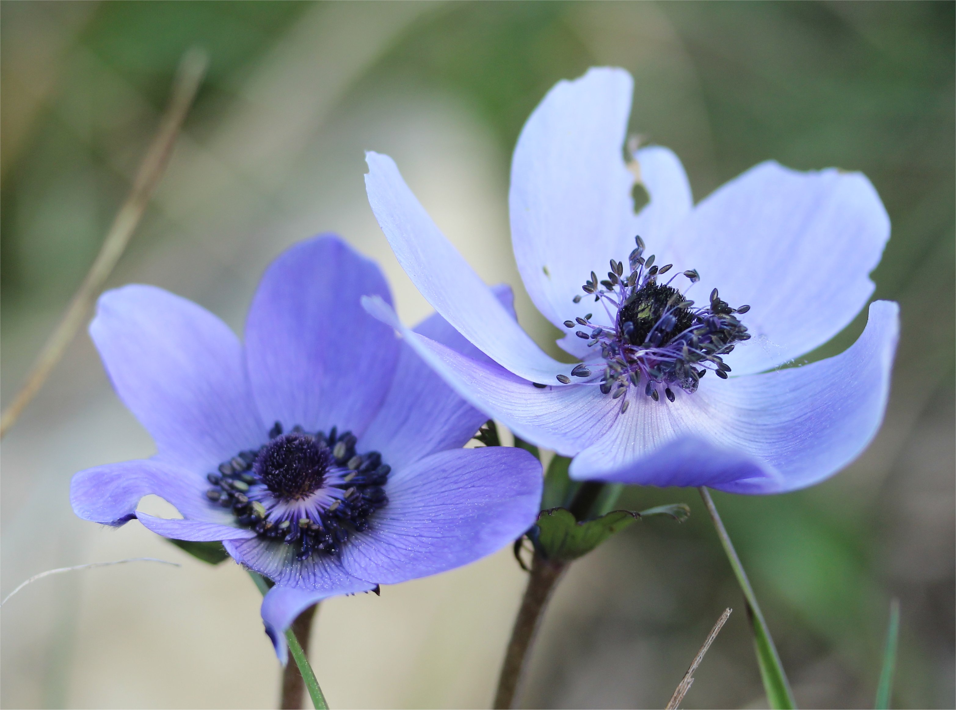 anemone coronaria