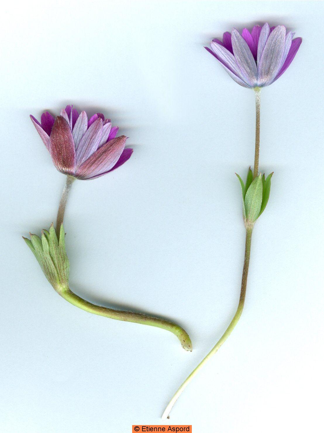 anemone hortenis