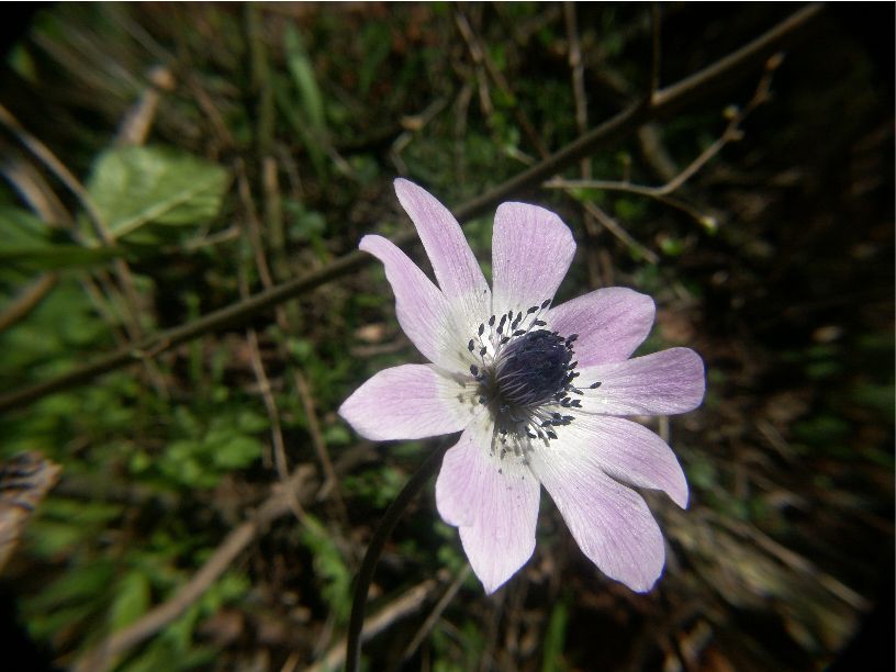 anemone hortenis
