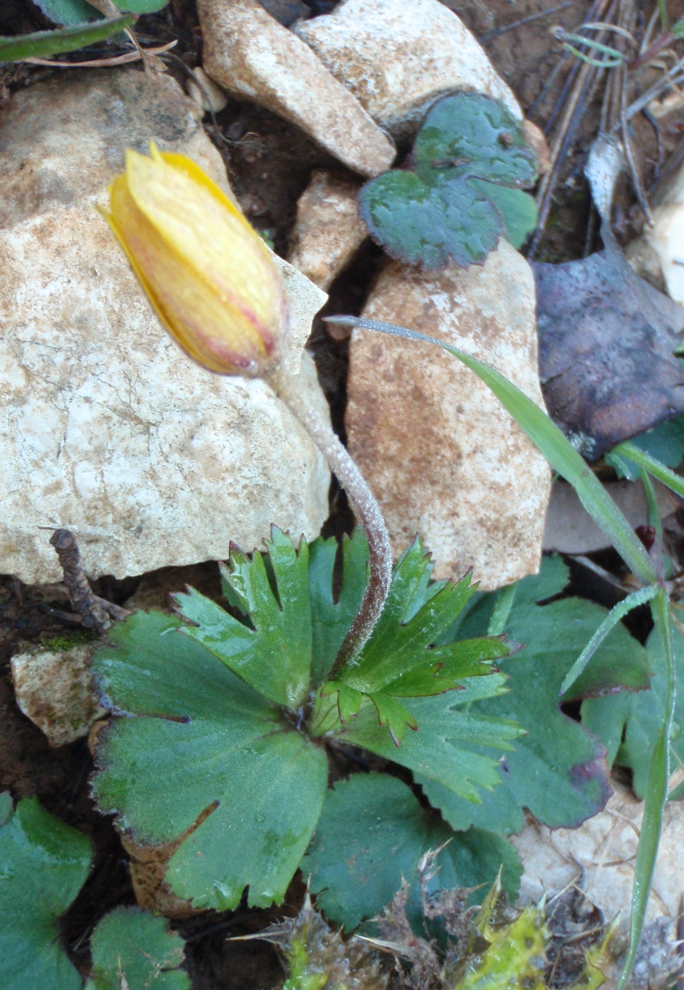 anemone palmata