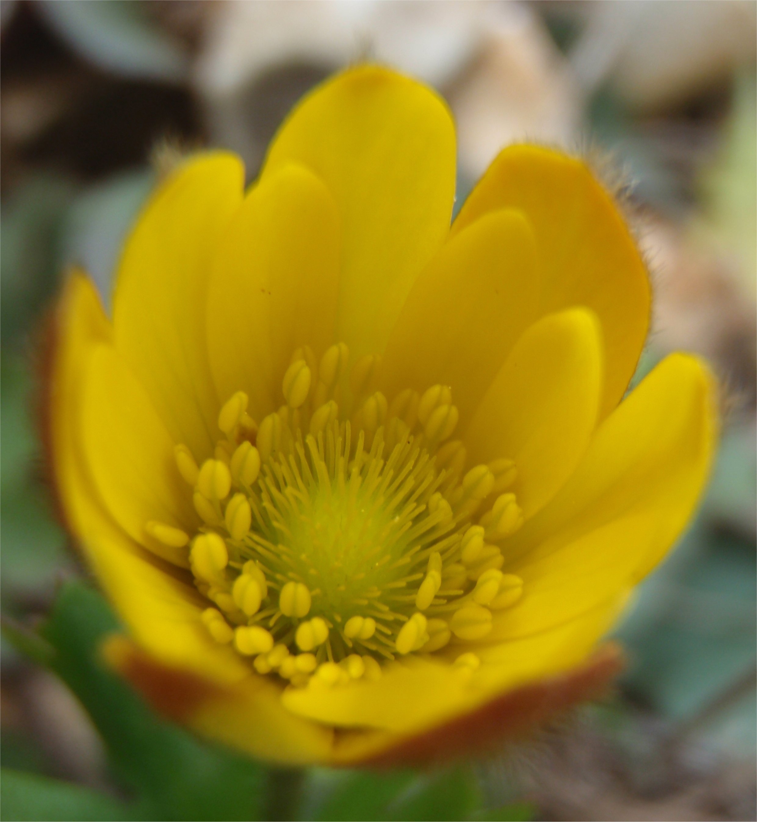 anemone palmata