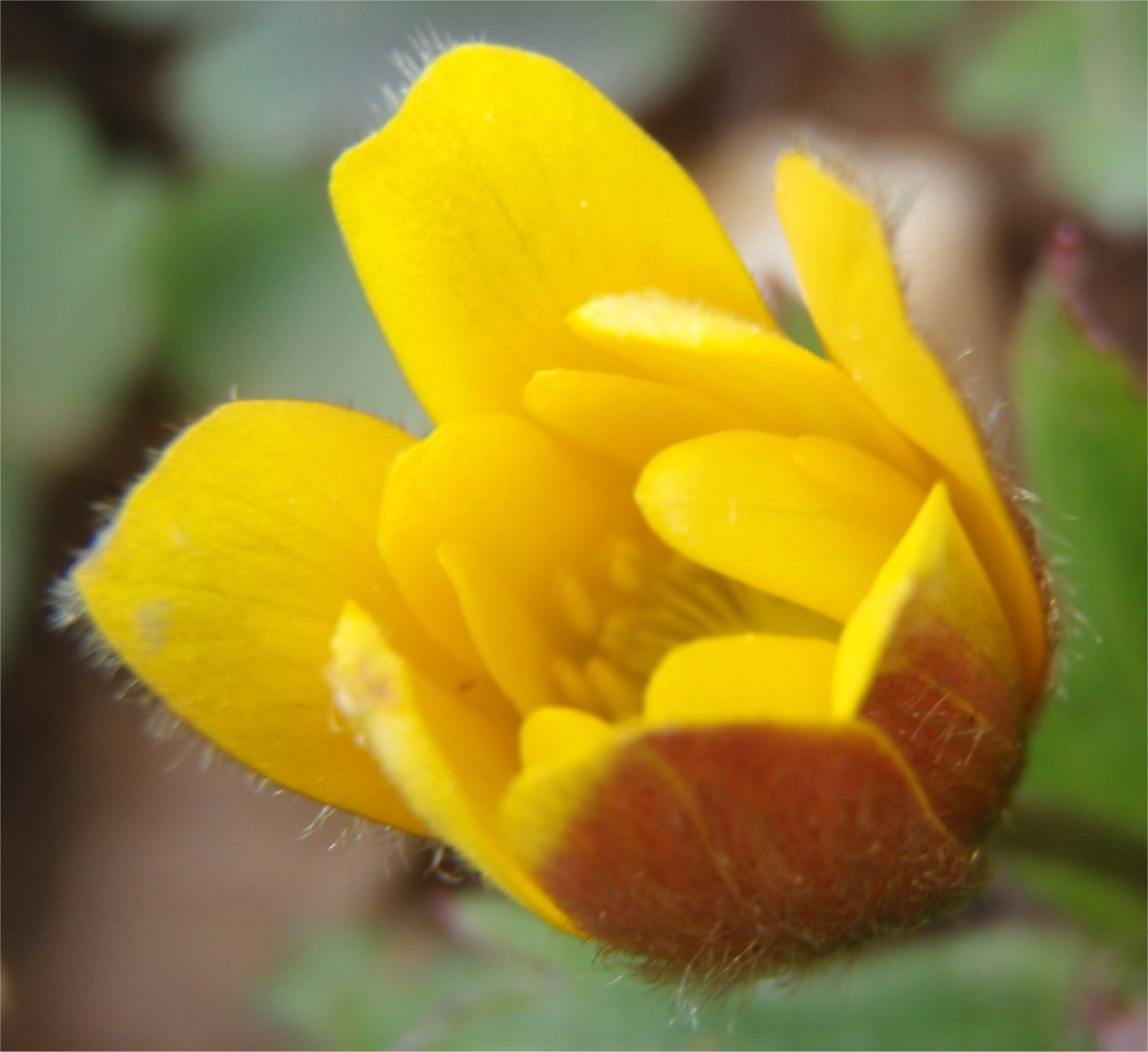 anemone palmata