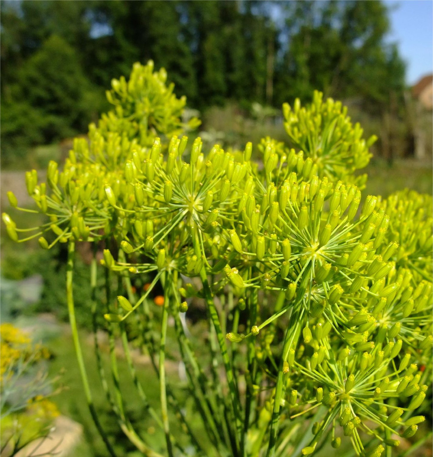 anethum graveolens