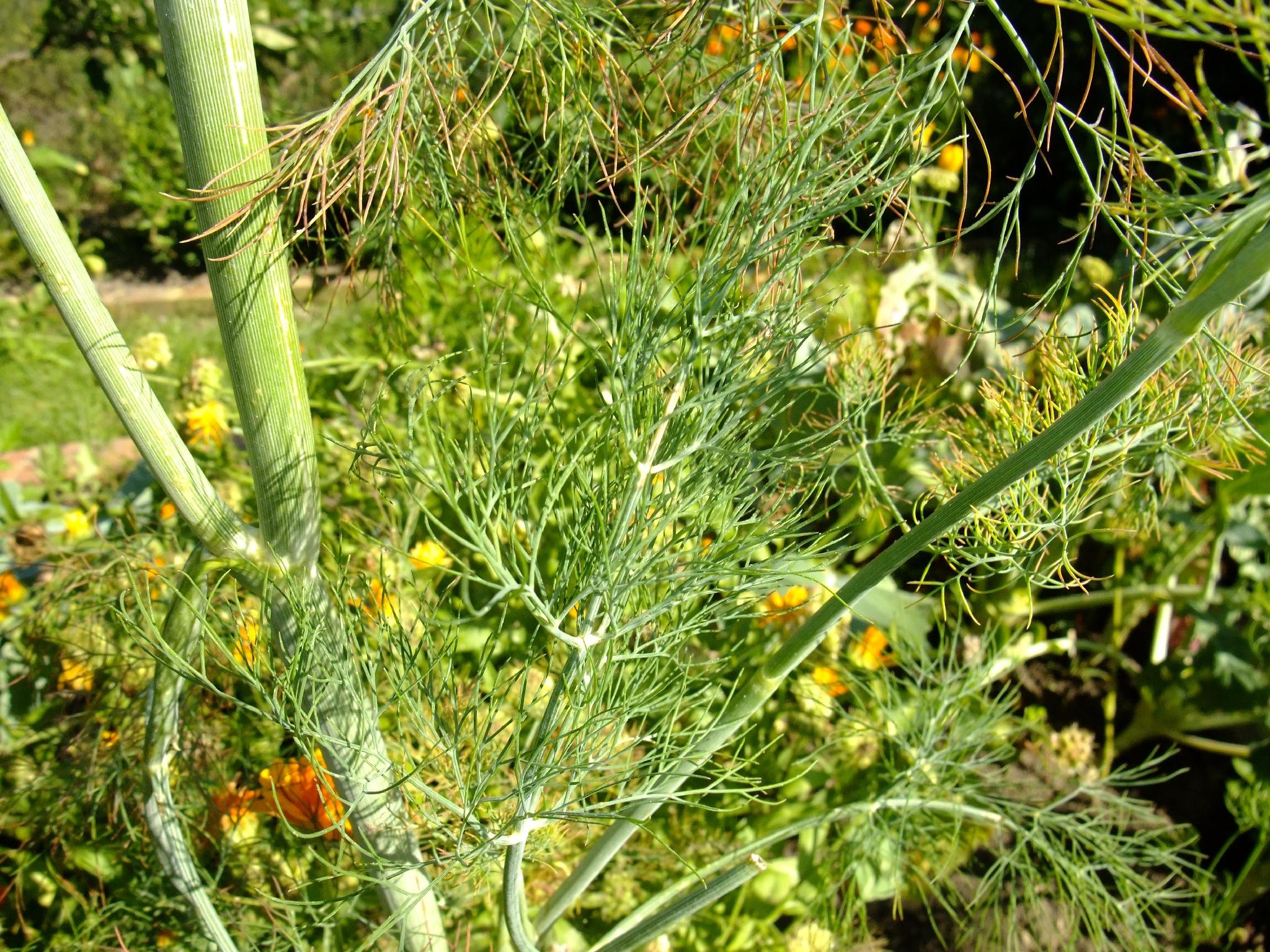 anethum graveolens