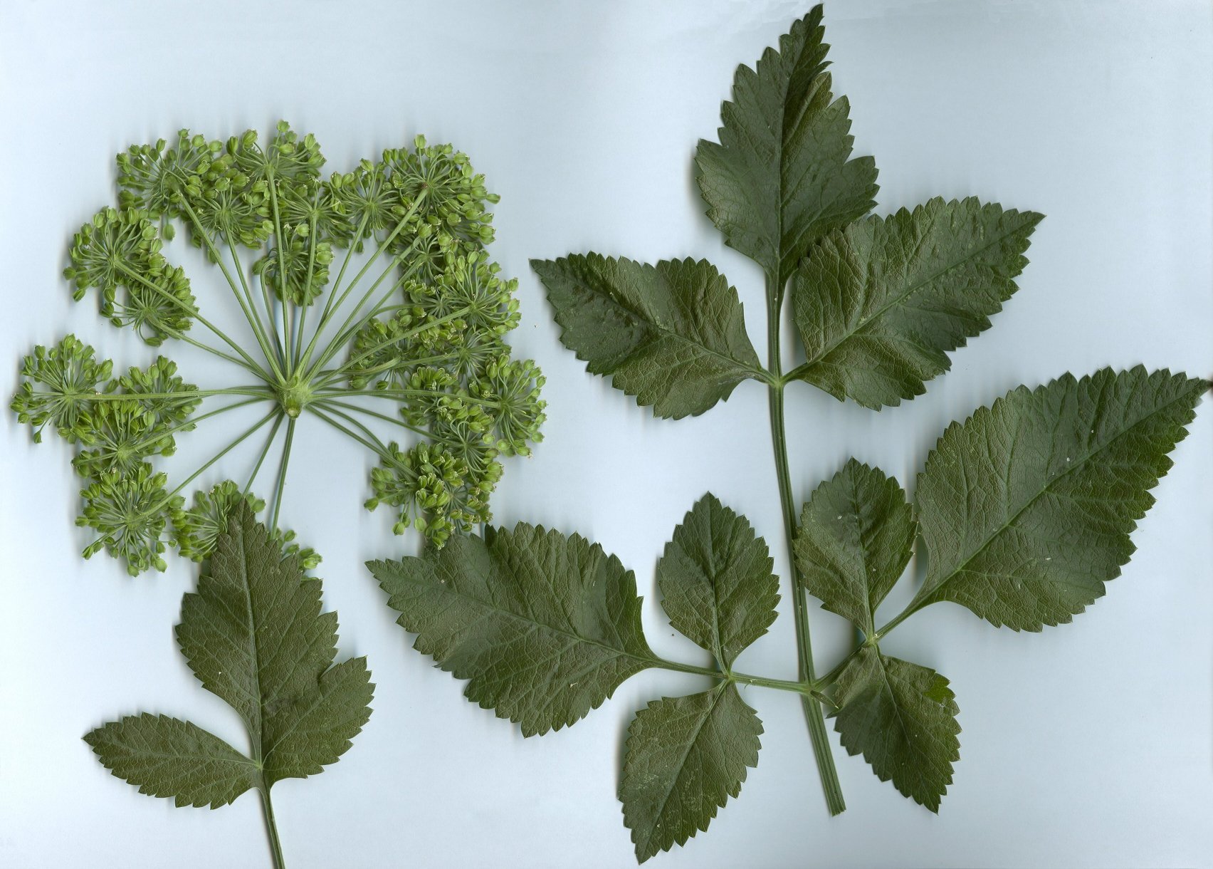 Angelica sylvestrisangelica silvestris