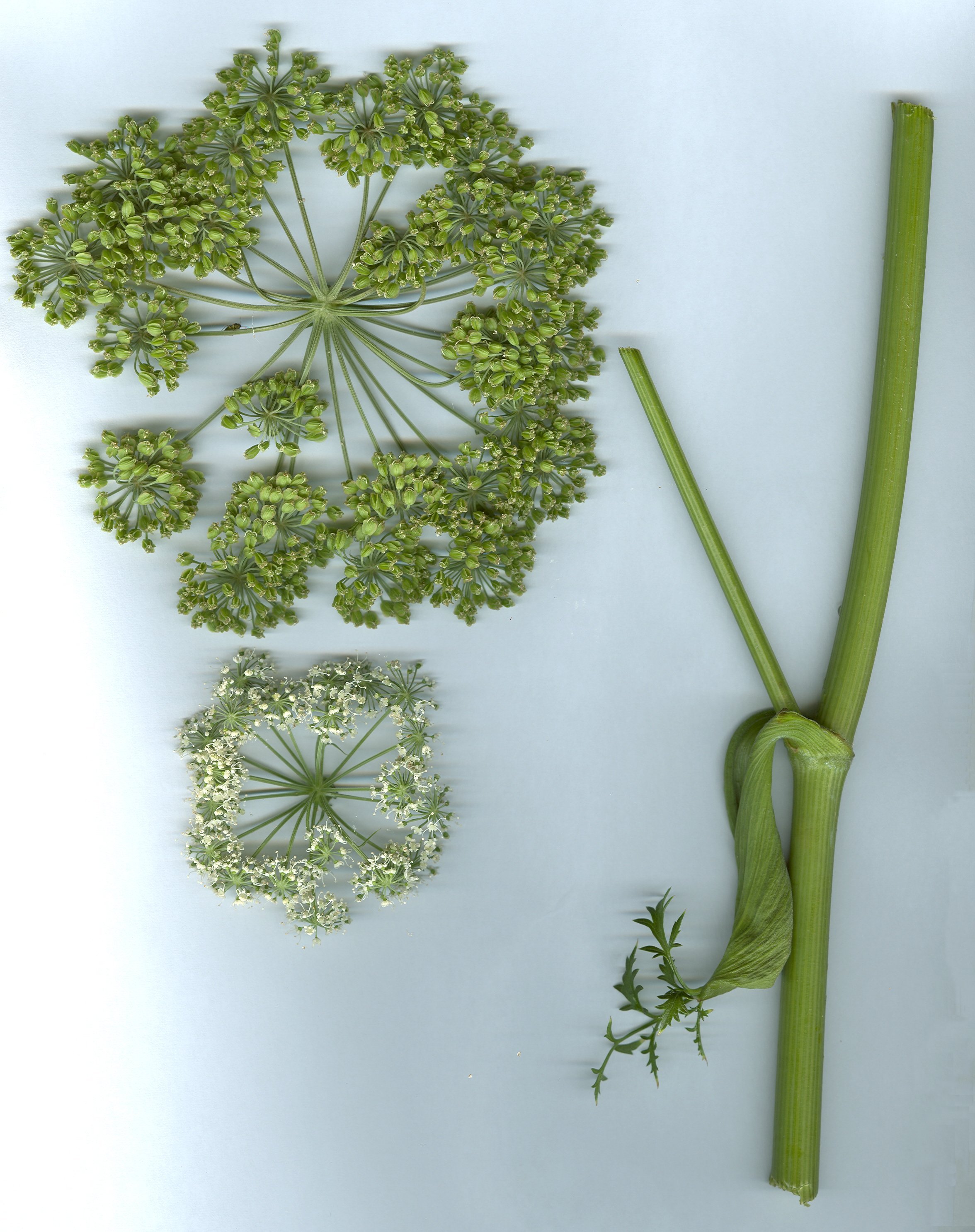 Angelica sylvestrisangelica silvestris