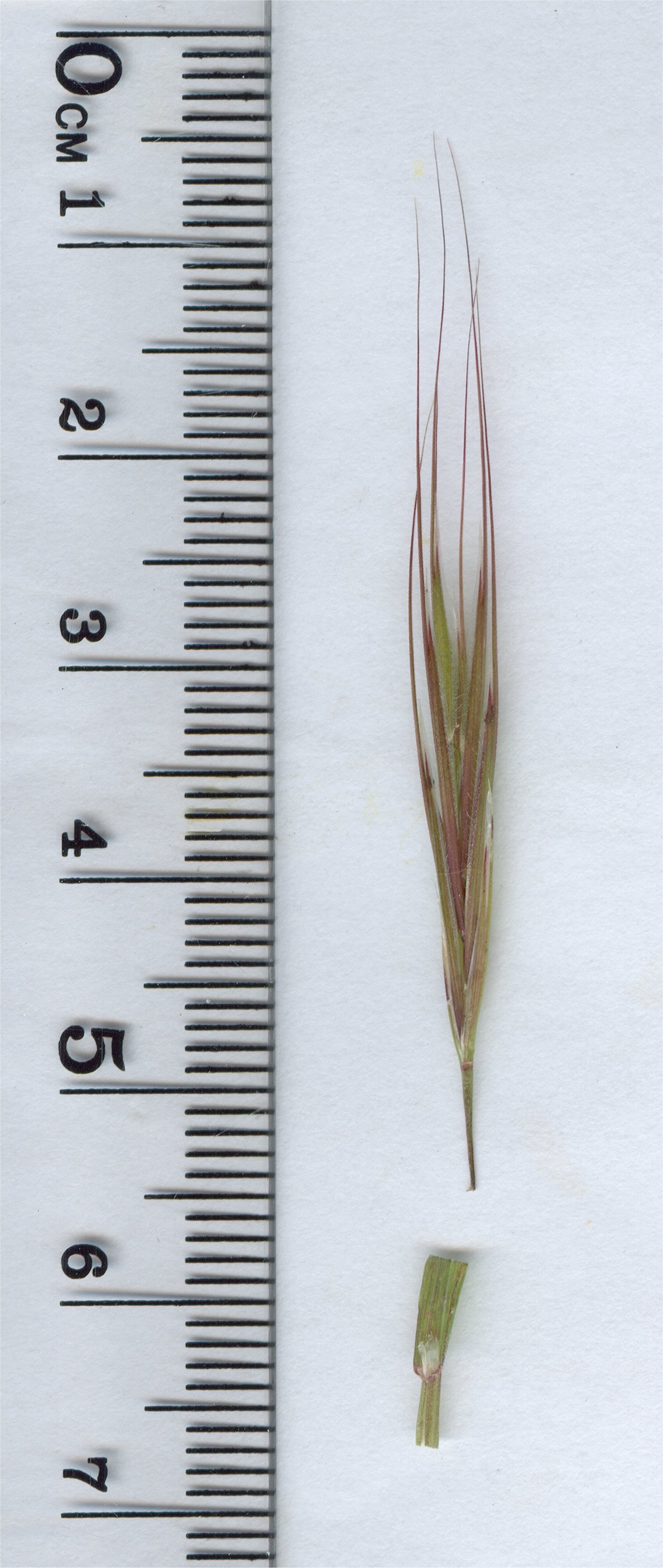 anisantha sterilis