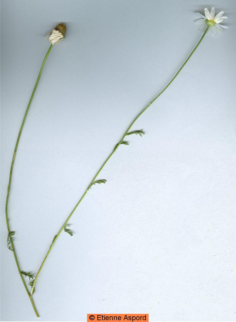 anthemis arvensis