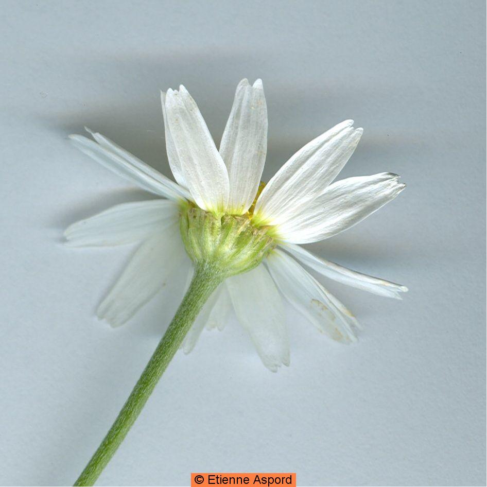anthemis arvensis