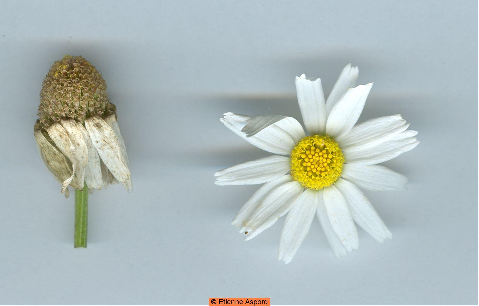 anthemis arvensis