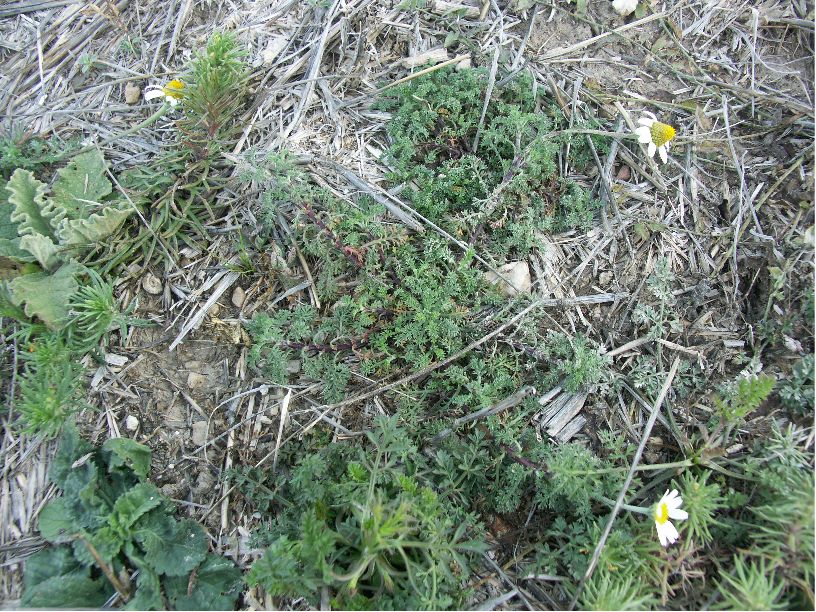 anthemis arvensis