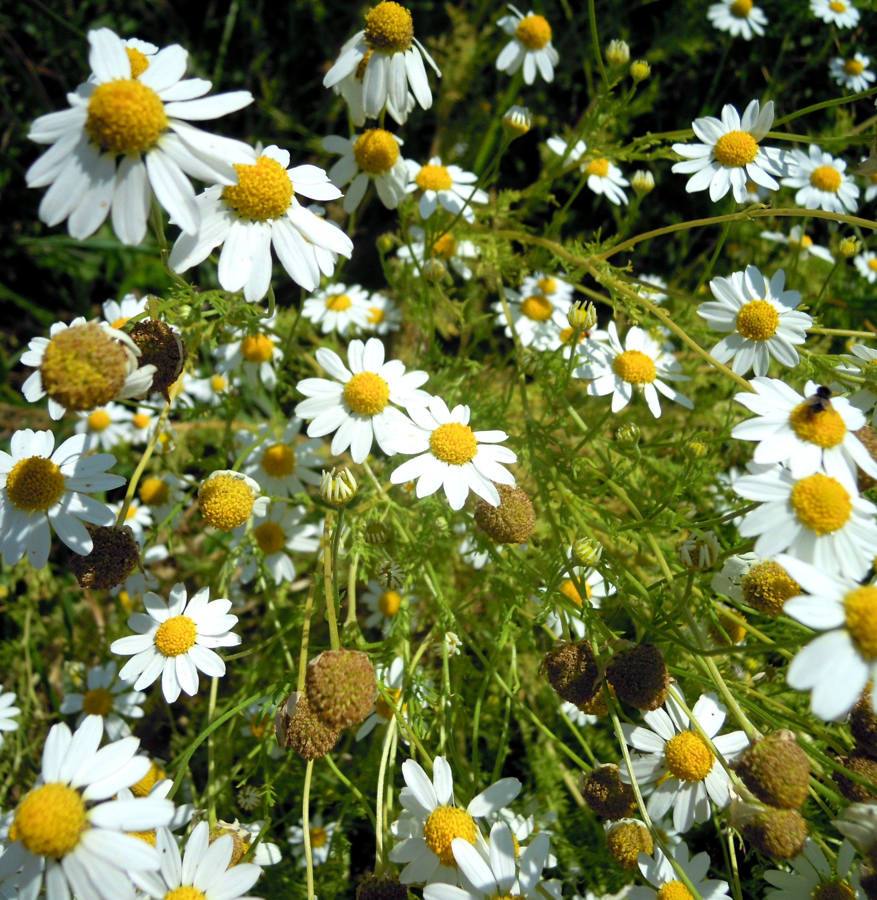 anthemis cotula