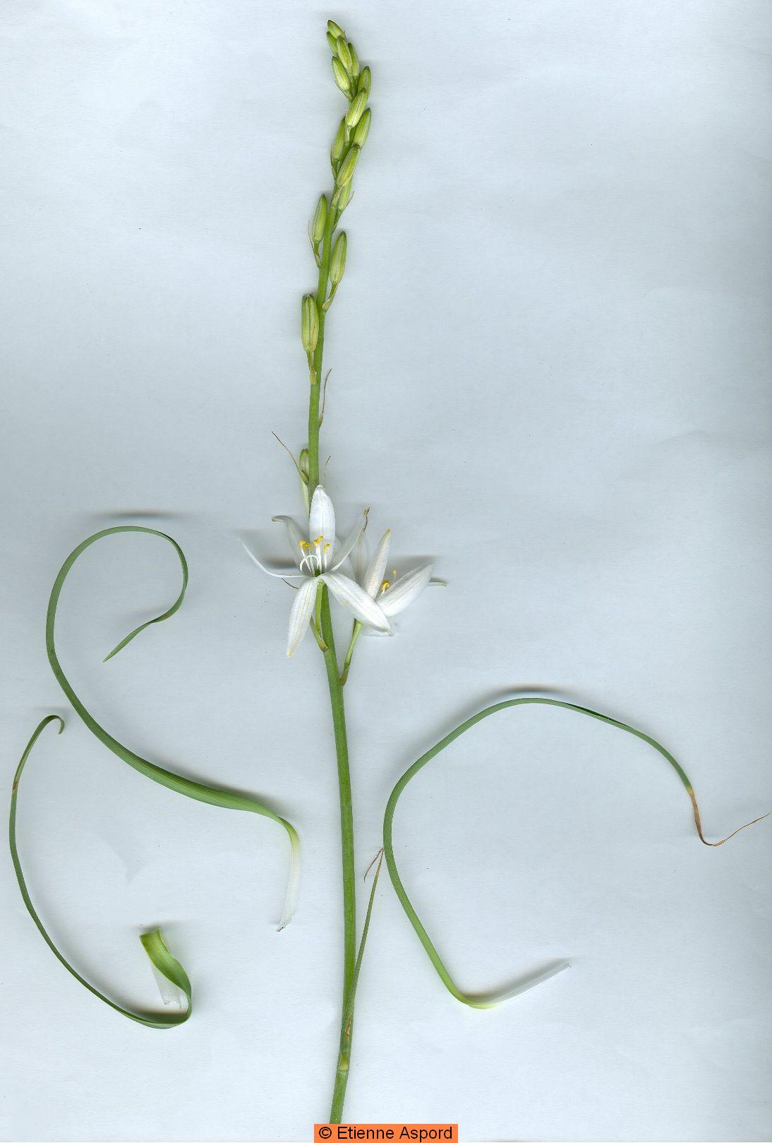 Anthericum liliagoanthericum liliago