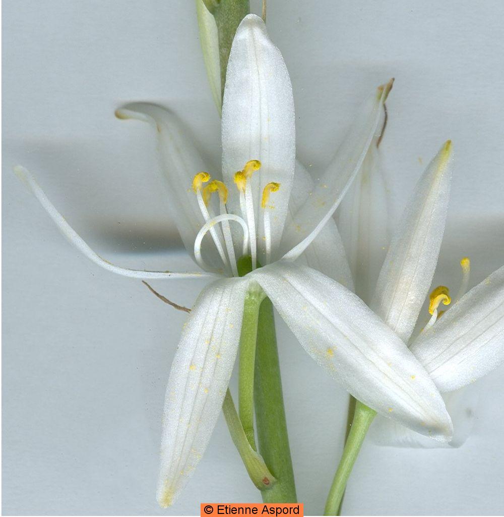 Anthericum liliagoanthericum liliago