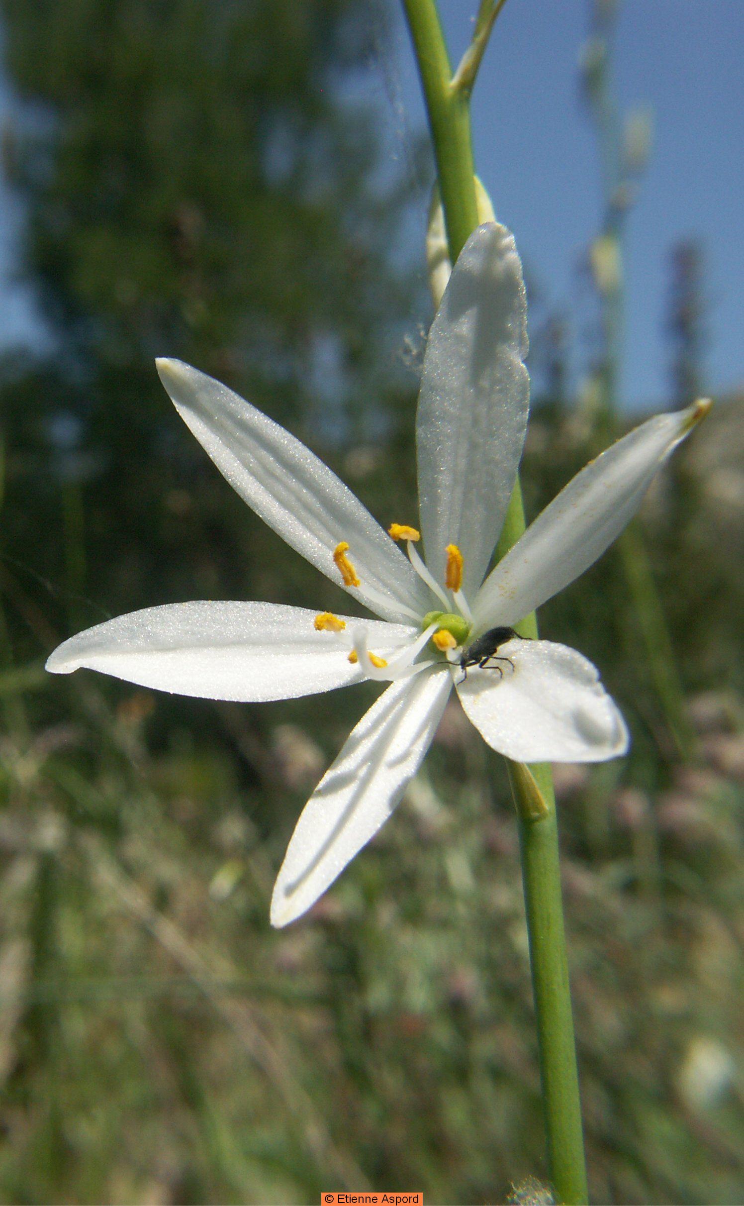 Anthericum liliagoanthericum liliago