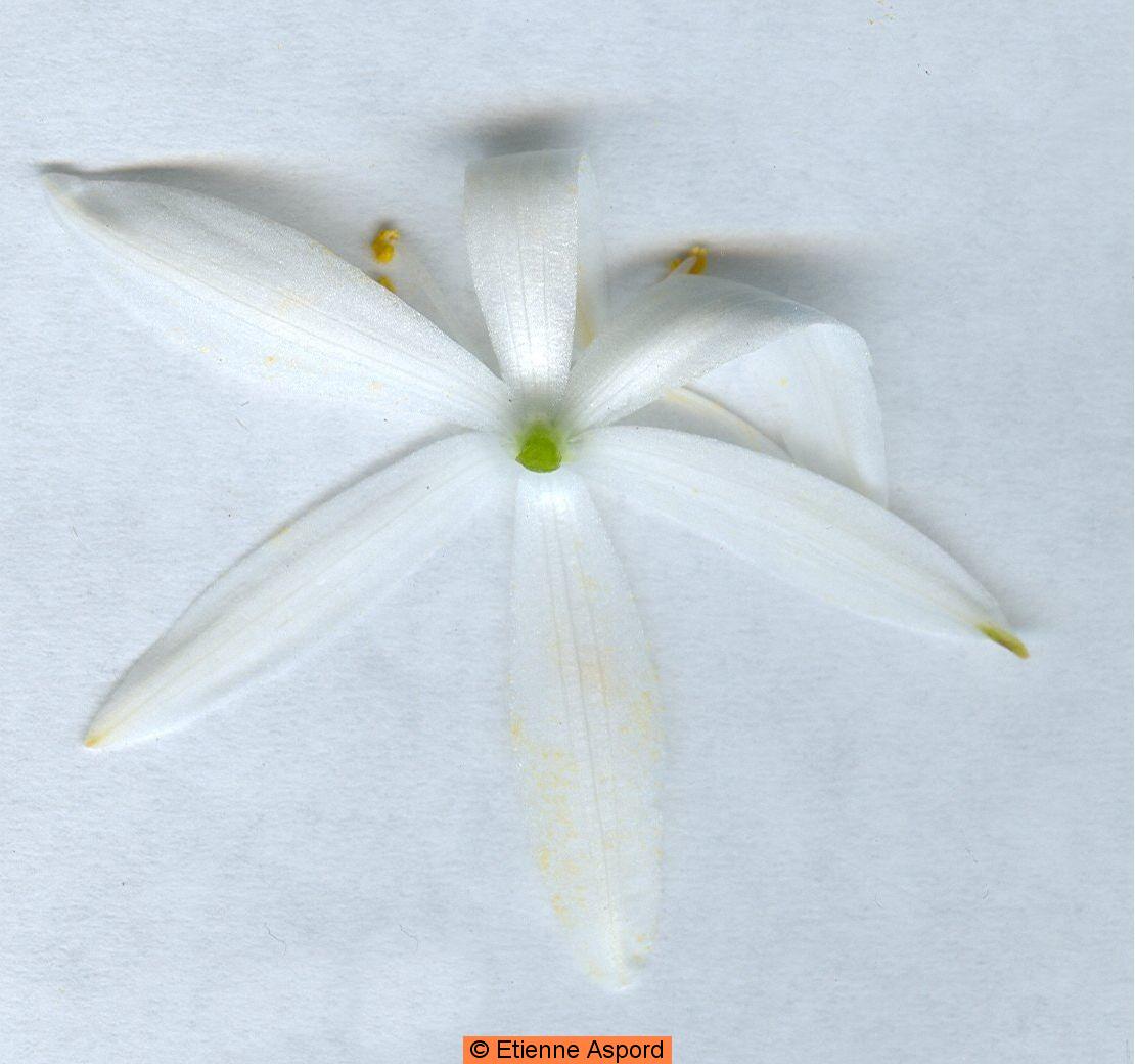 Anthericum liliagoanthericum liliago
