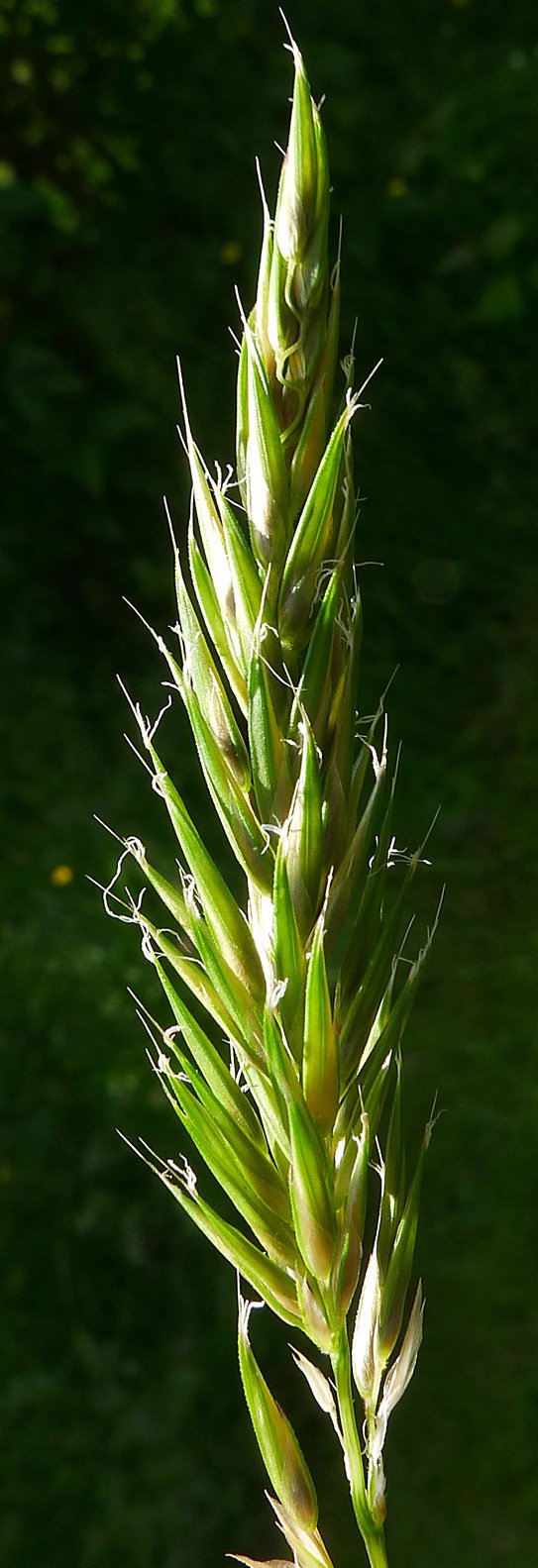 anthoxanthum aristatum