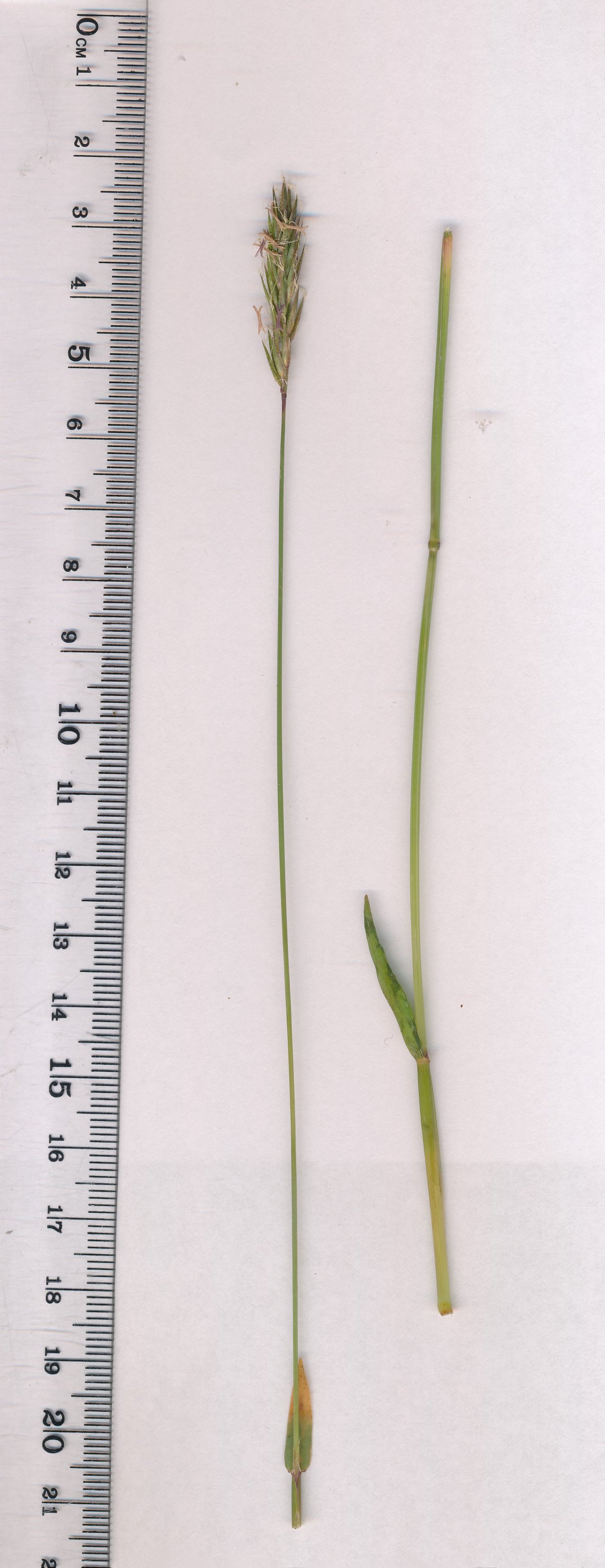 anthoxanthum odoratum