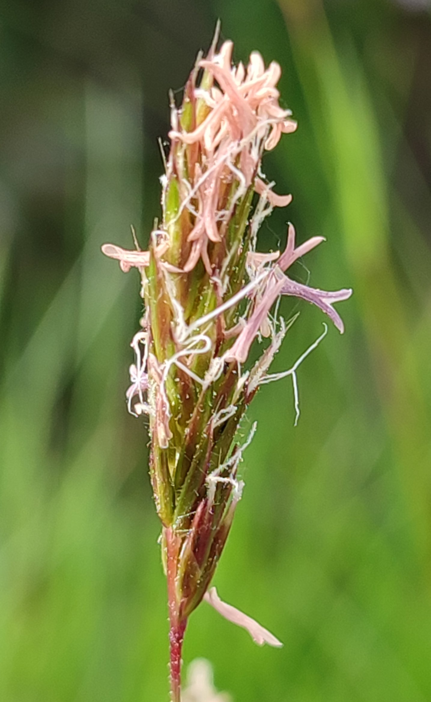 anthoxanthum odoratum