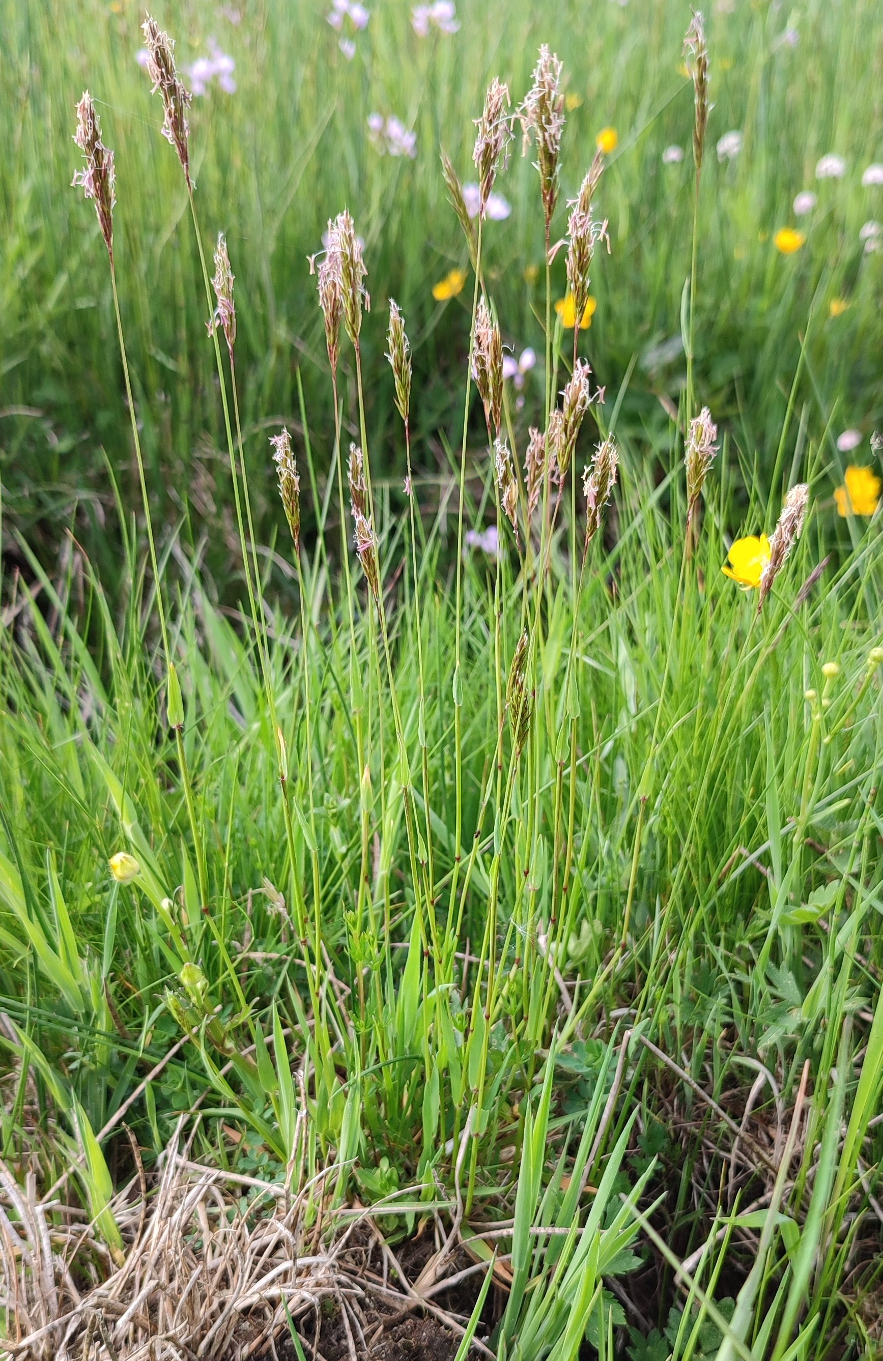 anthoxanthum odoratum
