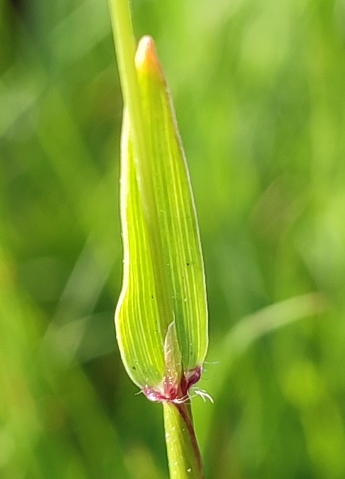anthoxanthum odoratum