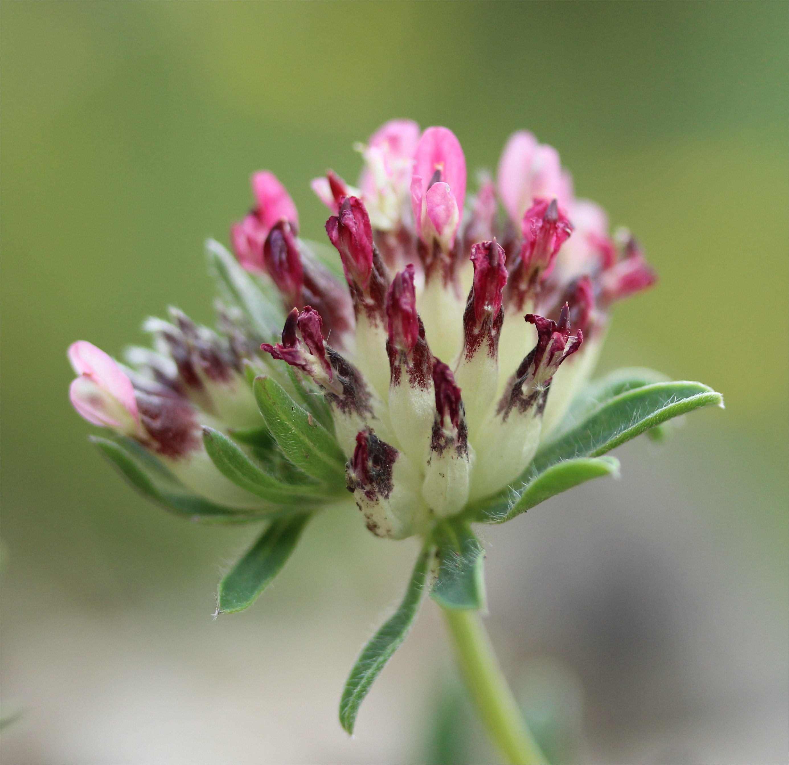 anthyllis vulneraria