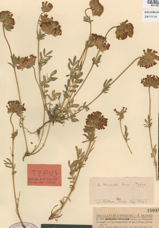 anthyllis vulneraria subsp forondae