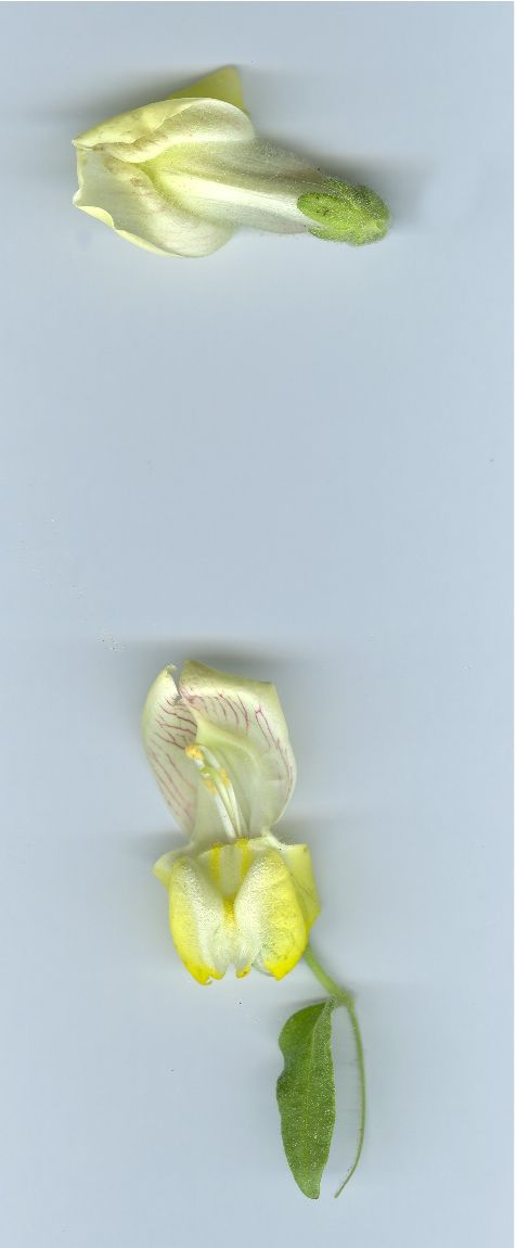antirrhinum majus
