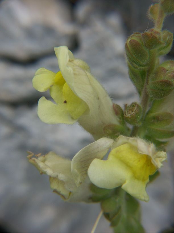 antirrhinum majus