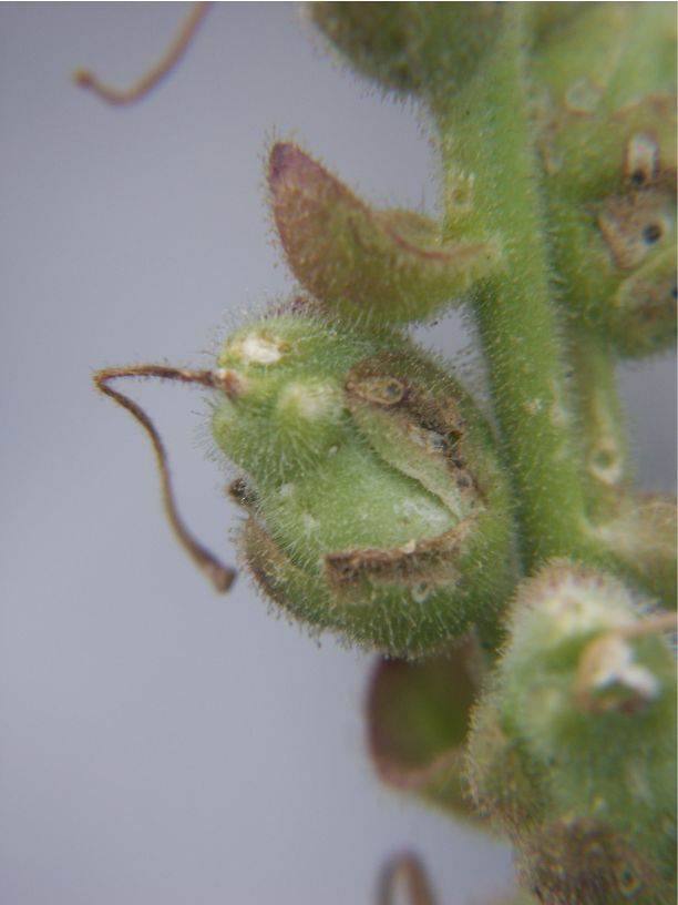 antirrhinum majus