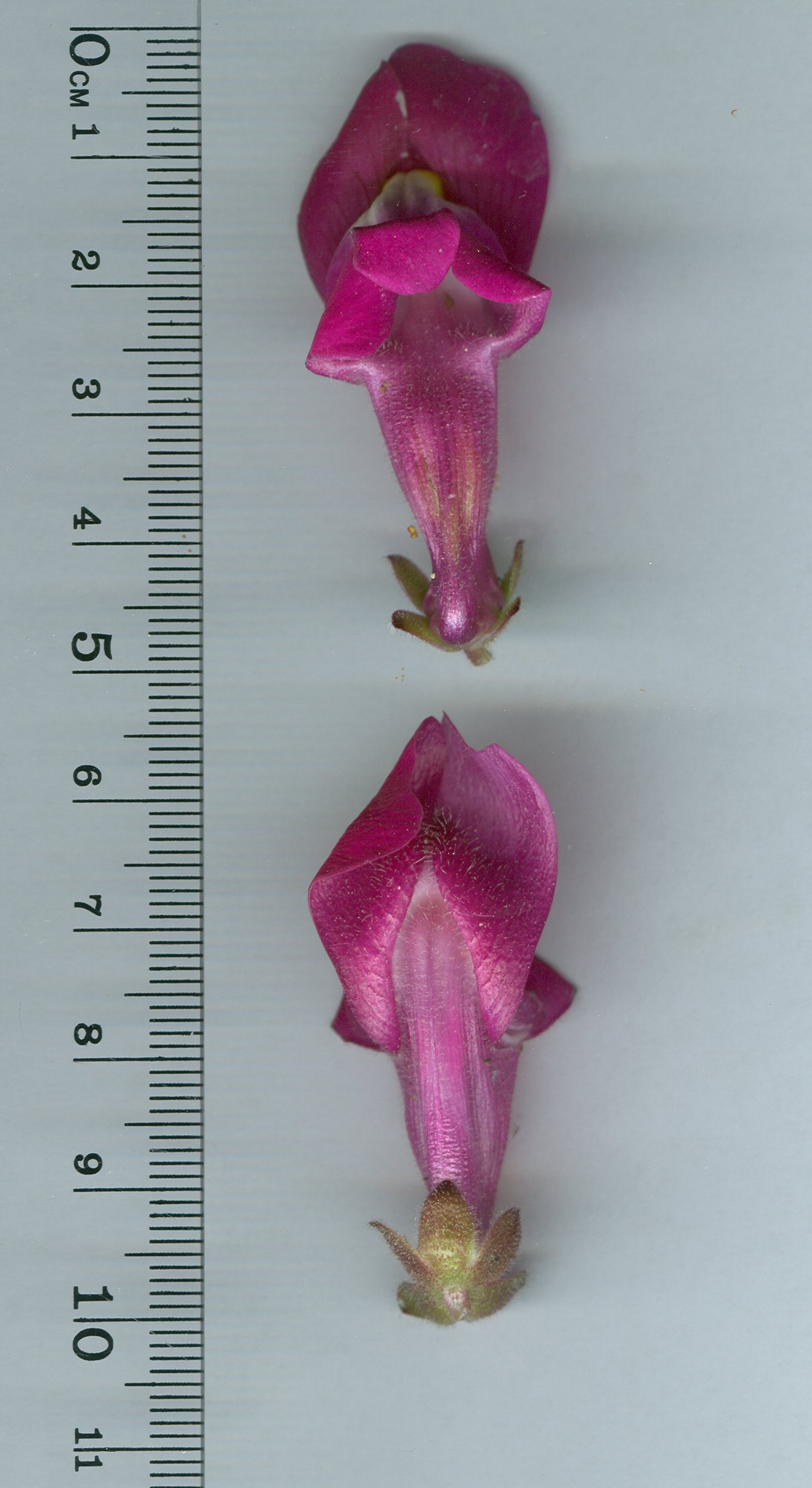 antirrhinum majus