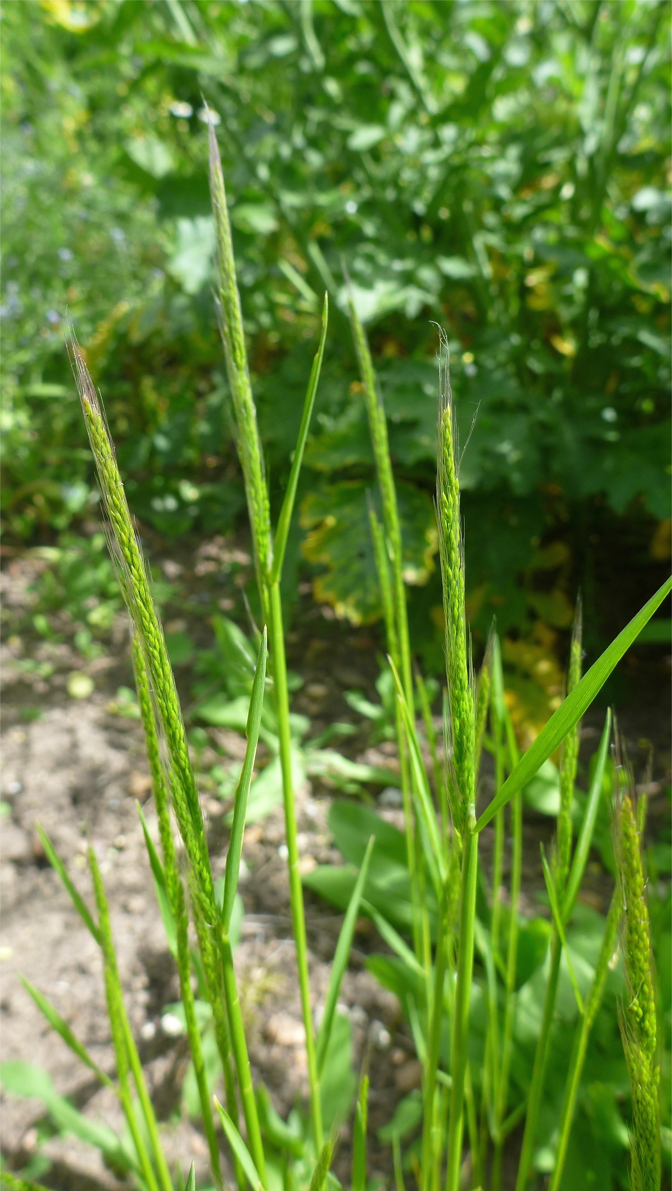 apera interrupta