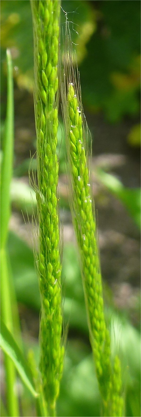 apera interrupta