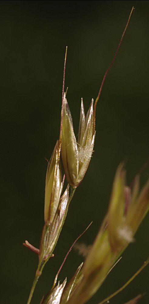 apera interrupta
