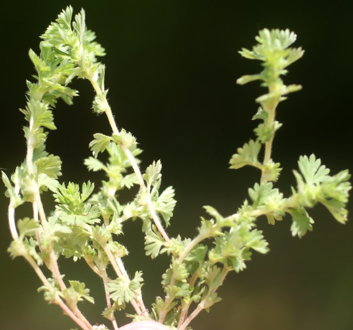 aphanes arvensis
