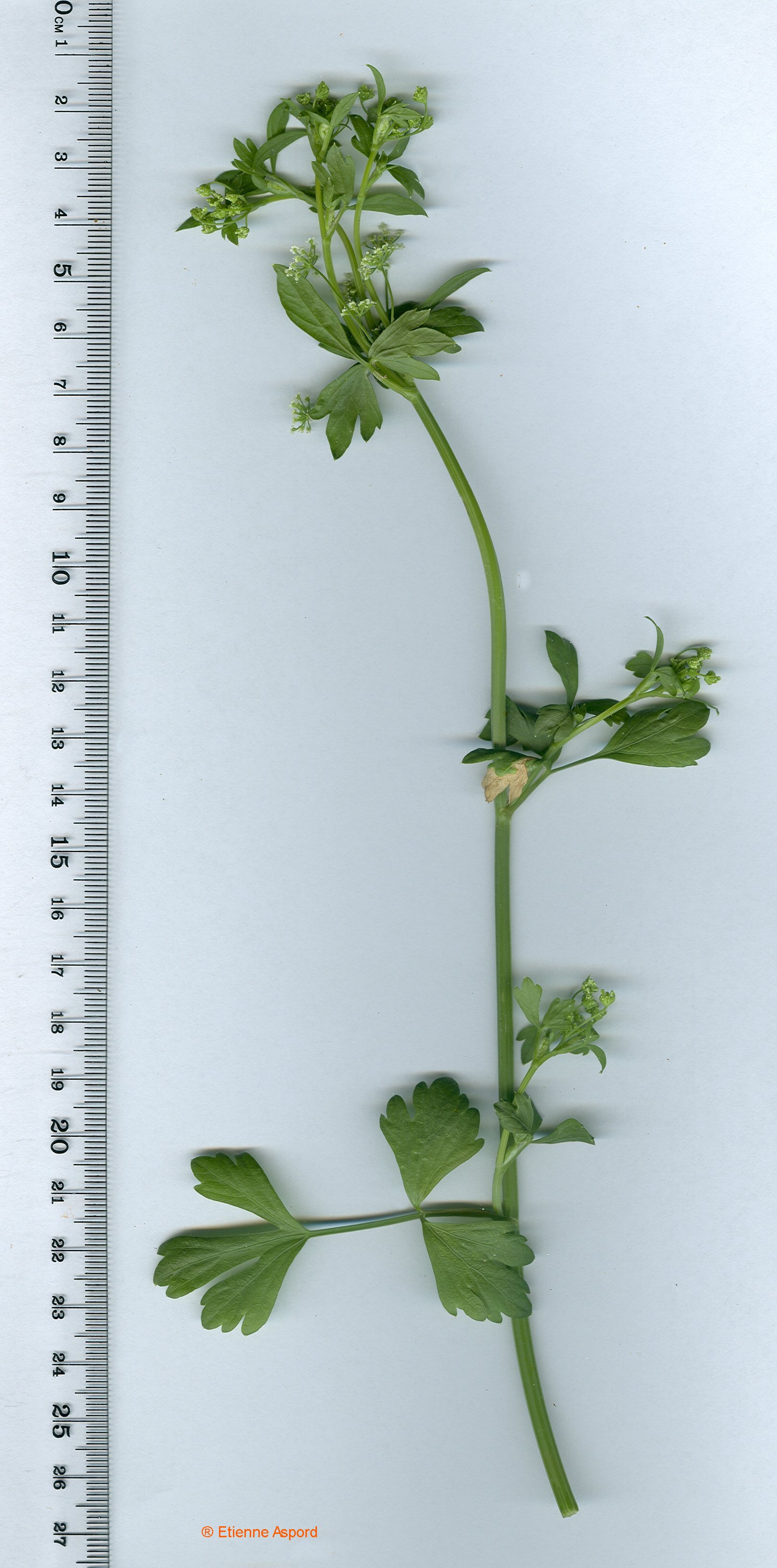 apium graveolens