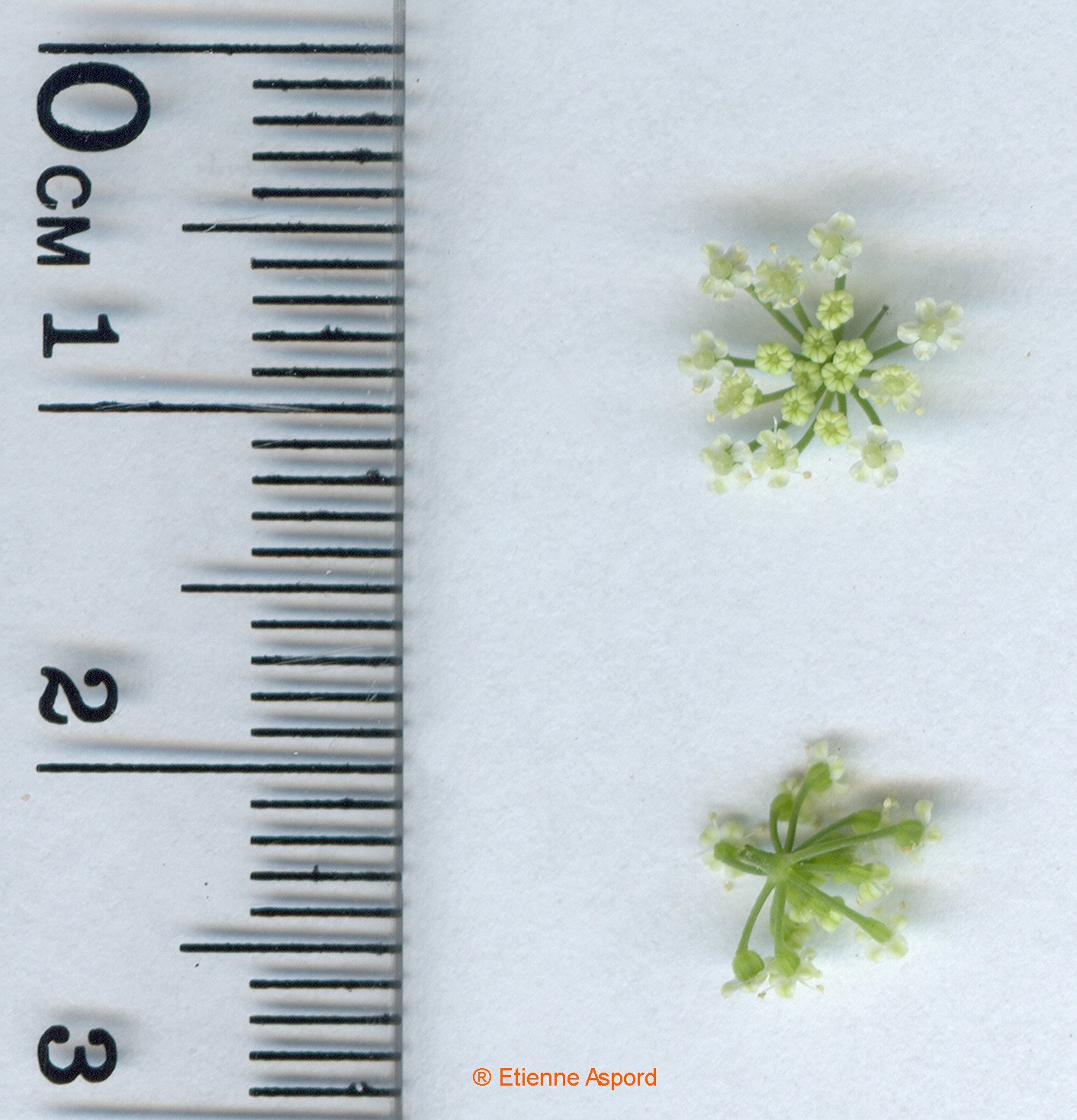 apium graveolens
