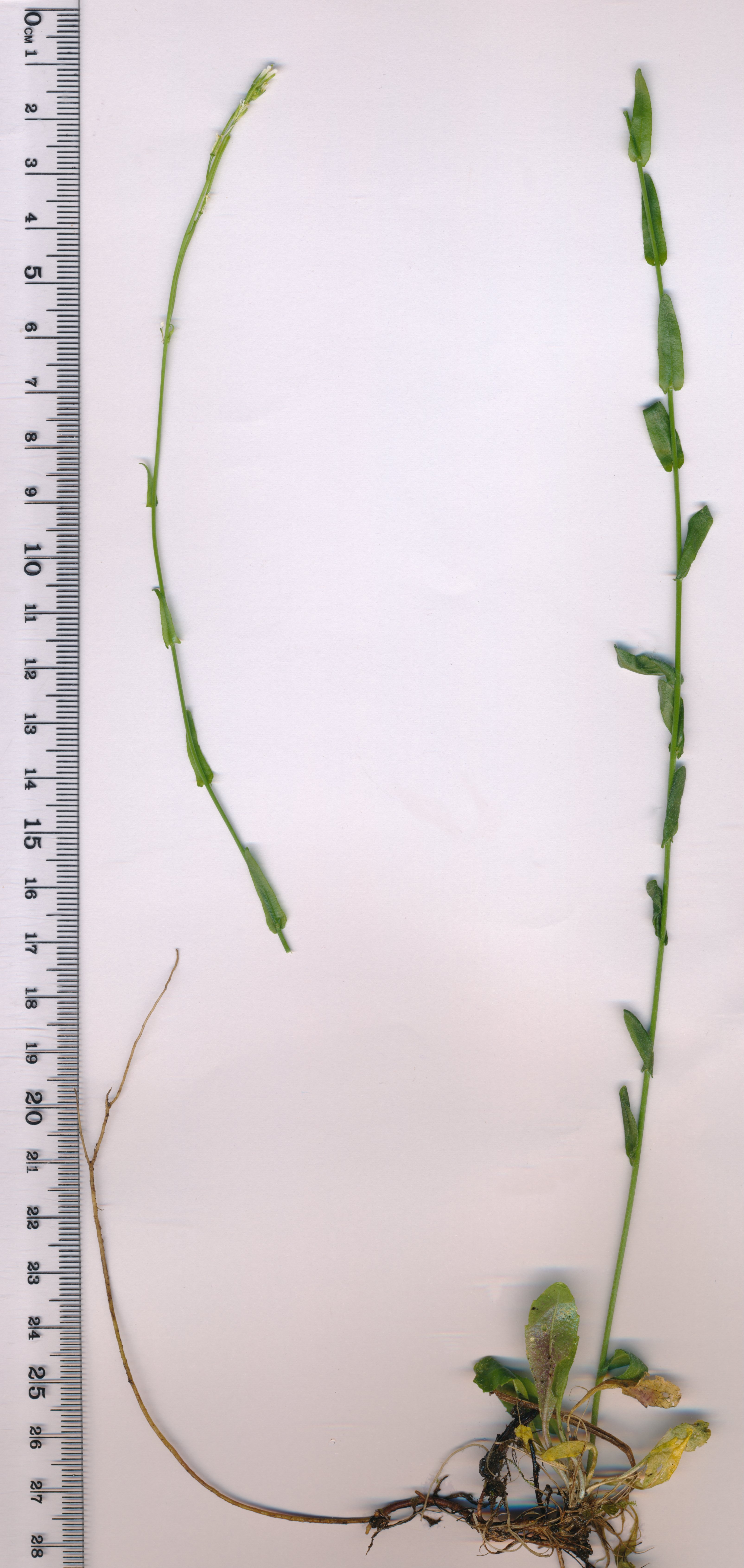 arabis planisiliqua