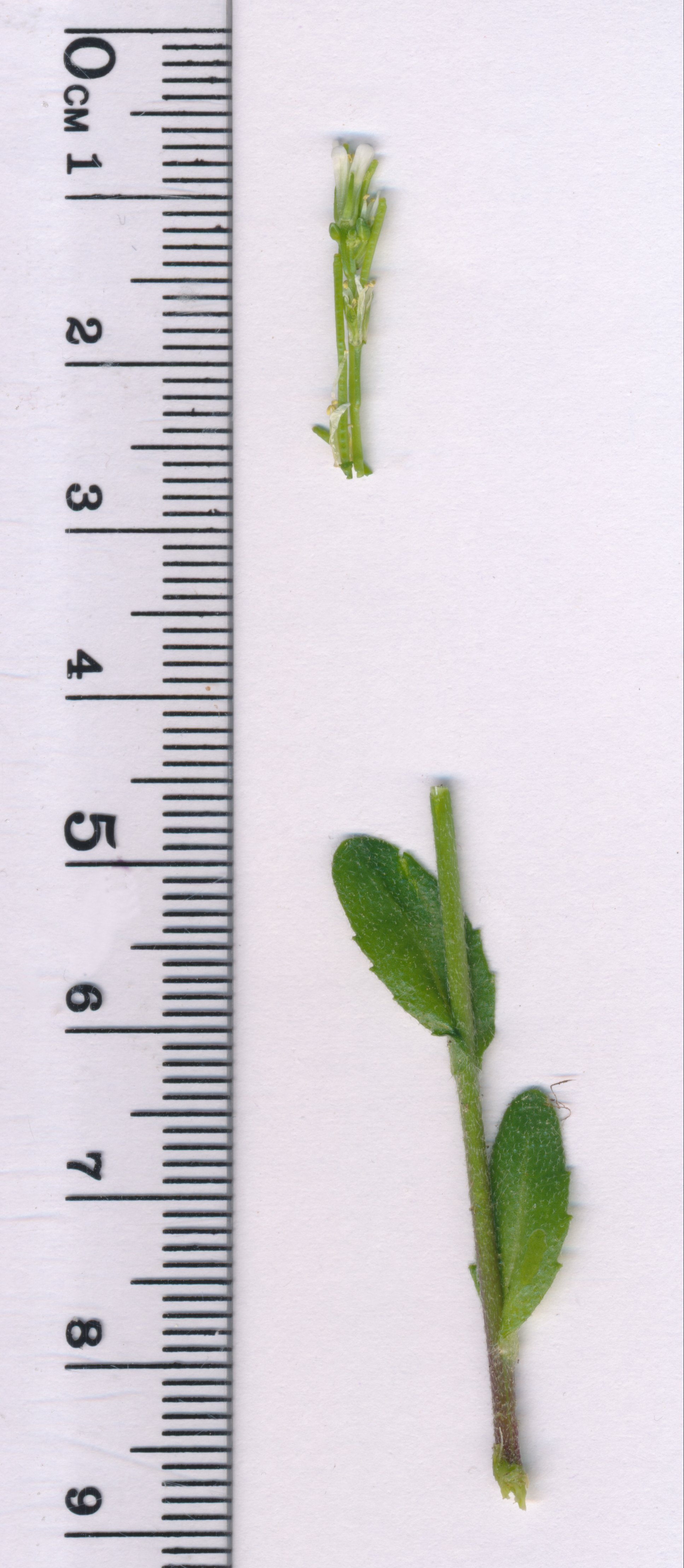 arabis planisiliqua