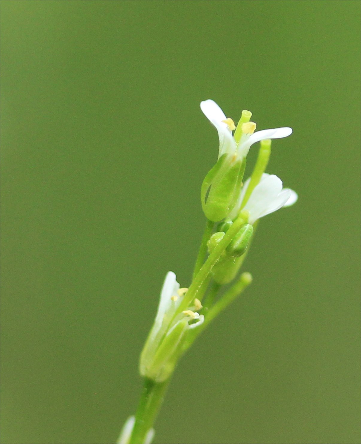 arabis planisiliqua