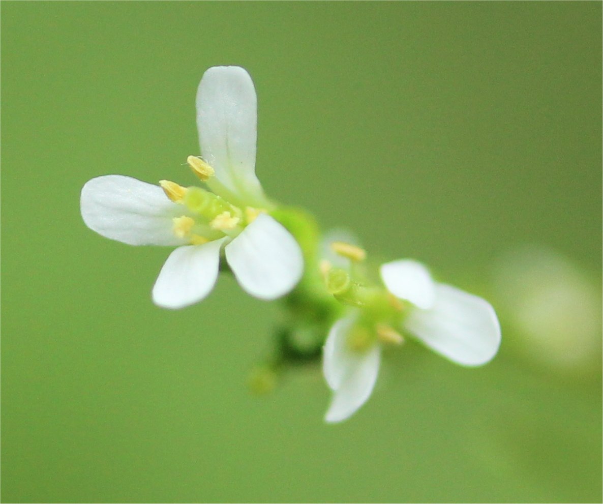 arabis planisiliqua